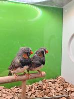 Mannen met kuif 1 van 2023 1 van 2024, Dieren en Toebehoren, Vogels | Overige Vogels, Mannelijk