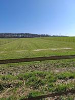 weiland te huur voor paarden, Dieren en Toebehoren, Stalling en Weidegang, Weidegang, 2 of 3 paarden of pony's