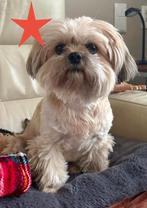 Honden Opvang gezocht voor lief hondje, Diensten en Vakmensen