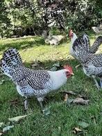 Broedeieren Friese kippen Fryske Hinnen., Dieren en Toebehoren, Pluimvee, Geslacht onbekend, Kip