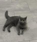 Kitten met epilepsie, Ophalen of Verzenden