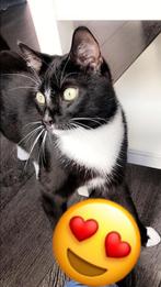 Nieuw huis gezocht voor Max, Dieren en Toebehoren, Katten en Kittens | Overige Katten, Kater