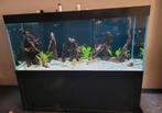 Aquarium ook geschikt voor discus vissen, Ophalen, Zo goed als nieuw, Gevuld zoetwateraquarium