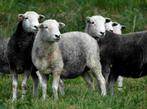 Herdwick schapen gezocht, Meerdere dieren, Schaap