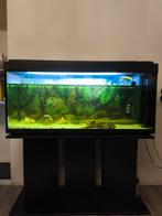 Groot Aquarium + Meubel (200–300L) – Compleet Set, Ophalen, Leeg aquarium