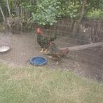 Dubbelgezoomde Barnevelder, Dieren en Toebehoren, Pluimvee, Meerdere dieren, Kip