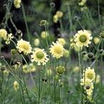 Cephalaria Gigantea reuzen duifkruid. Wolken creme bloemen, Overige soorten, Vaste plant, Ophalen of Verzenden, Halfschaduw