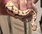 Bumble Bee Phantom ballpython, Slang, 0 tot 2 jaar