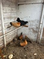 4 krielkipjes + haantje, Vrouwelijk, Kip