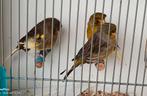 3 Gloster kanarie €35,, Dieren en Toebehoren, Vogels | Kanaries, Mannelijk, Postuurkanarie