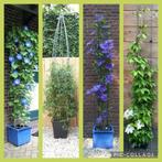 verticaal tuinieren met clematis klimrozen jasmijn hedera, Overige soorten, Vaste plant, Ophalen of Verzenden, Halfschaduw