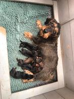 Ruwhaar standaard teckel pups met stamboom, Dieren en Toebehoren, Honden | Teckels en Dashonden, Standaard, CDV (hondenziekte)