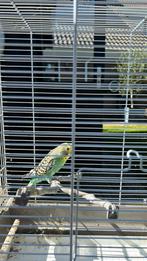 Gratis grasparkiet, Dieren en Toebehoren, Vogels | Parkieten en Papegaaien, Vrouwelijk, Parkiet