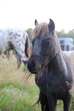NMPRS merrie en ruin, Dieren en Toebehoren, Pony's, Ruin, A pony (tot 1.17m), Gechipt