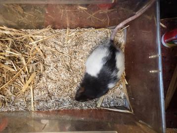 Rat beschikbaar voor biedingen