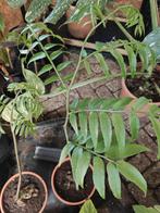 Angiopteris Evecta, Ophalen of Verzenden, Vaste plant, Varens, Halfschaduw