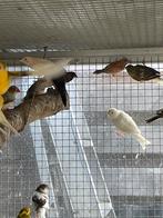 4 japanse meeuwtjes, Dieren en Toebehoren, Vogels | Overige Vogels, Meerdere dieren, Tropenvogel