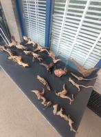 Aquarium hout, Ophalen, Gebruikt, Plant(en), Steen of Hout