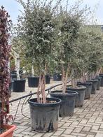 Quercus suber / meerstammige kurkeik, Bloeit niet, Halfschaduw, Overige soorten, 100 tot 250 cm