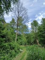 Openhaardhout van een grote berk, Tuin en Terras, Haardhout, 3 tot 6 m³, Ophalen, Berkenhout, Stammen