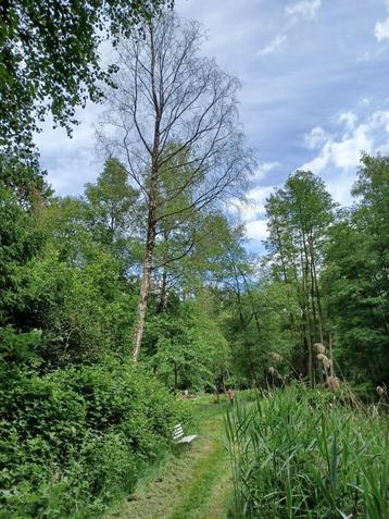 Openhaardhout van een grote berk beschikbaar voor biedingen