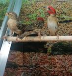 Roodkopwevers diverse koppels., Meerdere dieren