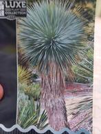 Youca  Rostrata  de UNIEKE tuin Eyecatsher, Tuin en Terras, Planten | Tuinplanten, Ophalen, Vaste plant, Overige soorten, Volle zon