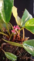 Begonia longipetiolata synoniem squamulosa tropisch Afrika, Ophalen of Verzenden, Overige soorten, Minder dan 100 cm