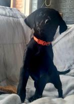 Golden retriever x labrador x australian shepherd, Dieren en Toebehoren, Honden | Niet-rashonden, 8 tot 15 weken, Meerdere, Meerdere dieren