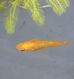 Champagne Japanse rijstvis, Medaka, Mini-koi Jong Volwassen, Dieren en Toebehoren, Vissen | Aquariumvissen, Vis, Zoetwatervis
