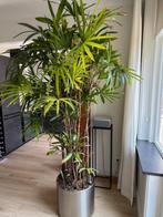 Rhapis Excelsa XXL, Huis en Inrichting, Kamerplanten, Ophalen, 200 cm of meer, Overige soorten, Halfschaduw