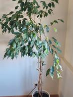 Gratis af te halen: grote ficus, Ophalen, Overige soorten, 150 tot 200 cm