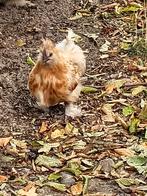 Gratis jonge zijderhoen haan, Dieren en Toebehoren, Mannelijk, Kip