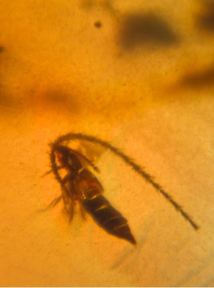 Birmees Amber (01) met insluiting van Coleoptera roofkever., Verzamelen, Mineralen en Fossielen, Fossiel, Verzenden