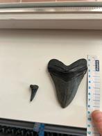 Megalodon tand, Verzamelen, Mineralen en Fossielen, Ophalen, Fossiel