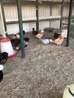 Jonge hennen Baardkuifhoen en Hollandse Kuifhoenkriel., Dieren en Toebehoren, Pluimvee, Vrouwelijk, Kip