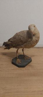 Opgezette jonge meeuw, Ophalen of Verzenden, Gebruikt, Vogel, Opgezet dier