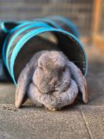 2 lieve Franse hangoren | gecastreerde ram & voedster, Dieren en Toebehoren, Konijnen, Meerdere dieren, Groot, Hangoor, 3 tot 5 jaar