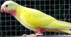 Gevraagd: Barnard en Princess, Dieren en Toebehoren, Meerdere dieren, Parkiet, Geringd