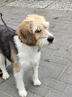 MONA, ZACHTAARDIG, FLUFFY TEEFJE, BEAGLE/POEDEL LEES VERHAAL, Dieren en Toebehoren, Honden | Niet-rashonden, 6 jaar of ouder, CDV (hondenziekte)