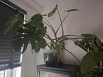 Brede Monstera plant incl. pot, Huis en Inrichting, Kamerplanten, Ophalen, Halfschaduw, Minder dan 100 cm