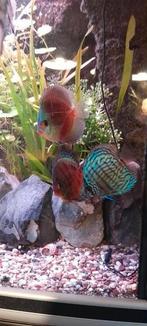 3 x Discus vissen rond de 8 cm, Vis