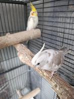 te koop, Dieren en Toebehoren, Vogels | Parkieten en Papegaaien, Mannelijk, Parkiet