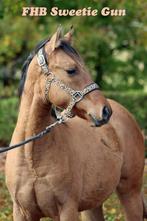 American Paint, American Quarter en American Indian Horse, Dieren en Toebehoren, Paarden, Minder dan 160 cm, Gechipt, Niet van toepassing