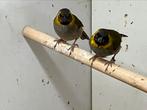 Te koop: 3 kleine cuba vinken, Dieren en Toebehoren, Meerdere dieren, Tropenvogel