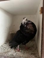 Mooie kraai tijger gaditano duif van me eigen, Dieren en Toebehoren, Vrouwelijk, Kropper