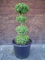 Buxus sempervirens solitairs, Tuin en Terras, Planten | Tuinplanten, Vaste plant, Lente, Overige soorten, Ophalen