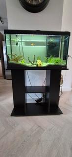 Te koop Ferplast aquarium inclusief vissen., Dieren en Toebehoren, Vissen | Aquariumvissen, Vis