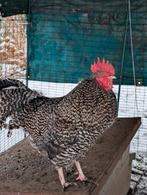 Haan Gratis aangeboden., Dieren en Toebehoren, Mannelijk, Kip