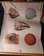 Wandplaat oog schoolplaat, Kunststof, 50 tot 75 cm, Ophalen of Verzenden, Zo goed als nieuw